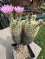 Preview: Echinocereus websterianus